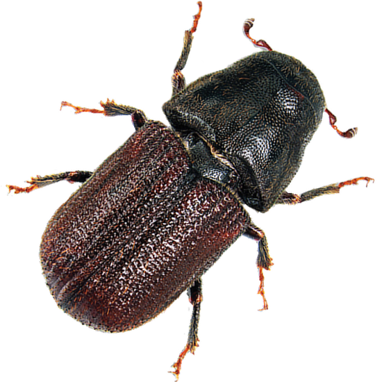 Обработка от короеда