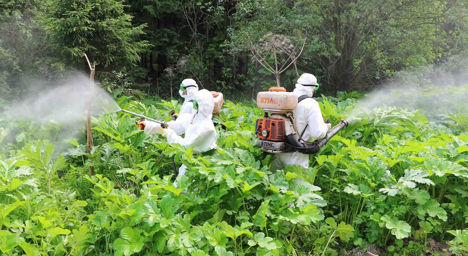 Гербицидная обработка